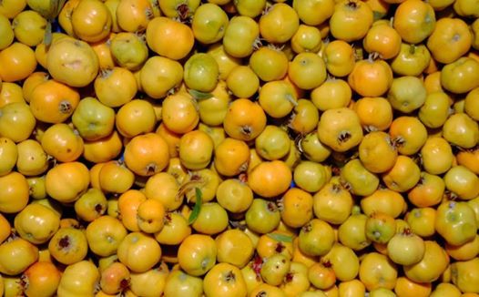 Hasanşeyh Alıçları şifalı 